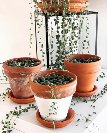HERDUK Terracotta Starter Pots with Saucers – 4 Inch Clay Planting System for Healthy Roots, Reliable Drainage & Indoor Growing, Ideal for Succulents, Seedlings & Small Spaces
