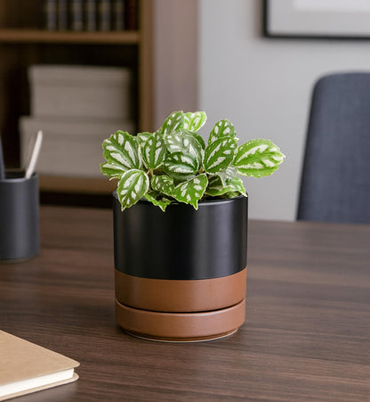 D'vine Dev Set of 4 Small Ceramic Plant Pots, 4.7 Inch Succulent Planter Pot for Plants with Drainage Hole and Saucer, Black/Speckled Tan, 94-X-B-7