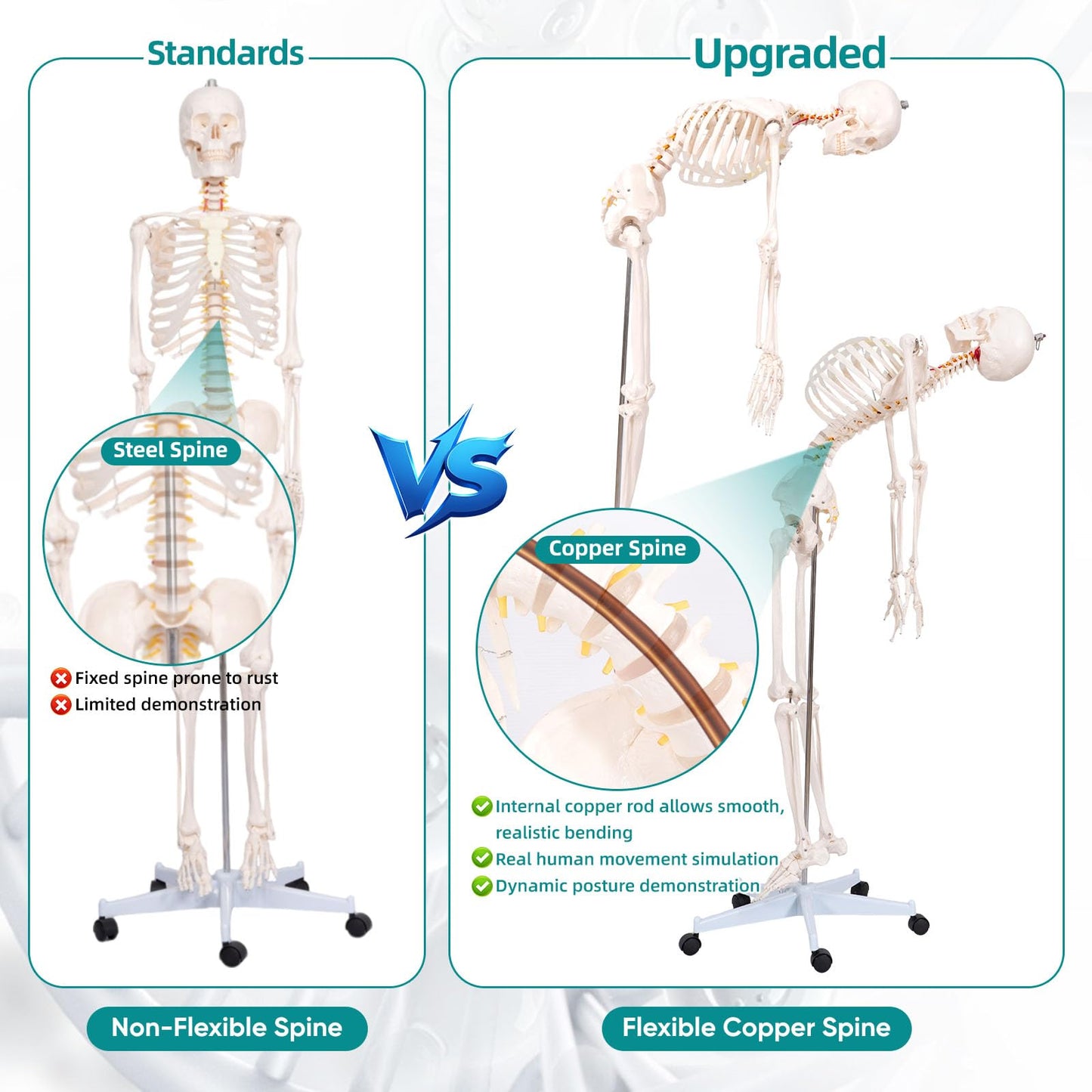 JVVMNJLK Life Size Human Skeleton Model 70.8" with Bendable Spine,Flexible Skeleton Anatomy Model W/Nervous System & Carotid Artery, Medical PVC Posable Skeleton on Rolling Stand for Study & Display