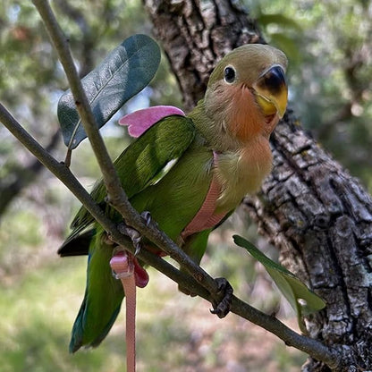 Pet Parrot Bird Harness and Leash, Adjustable Training Design Anti-Bite, Bird Nylon Rope with Cute Wing for Parrots, Suitable for Macaw Cockatoo Cockatiel Lovebird Conure African Grey (Pink,S)