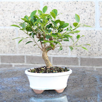 Brussel's Bonsai - Live Golden Gate Ficus Bonsai Tree in Ceramic Bonsai Pot, Indoor Bonsai Plant, 4 Years Old, 5-8 Inches Tall, Easy Care Houseplant for Home or Office (Small, Green)