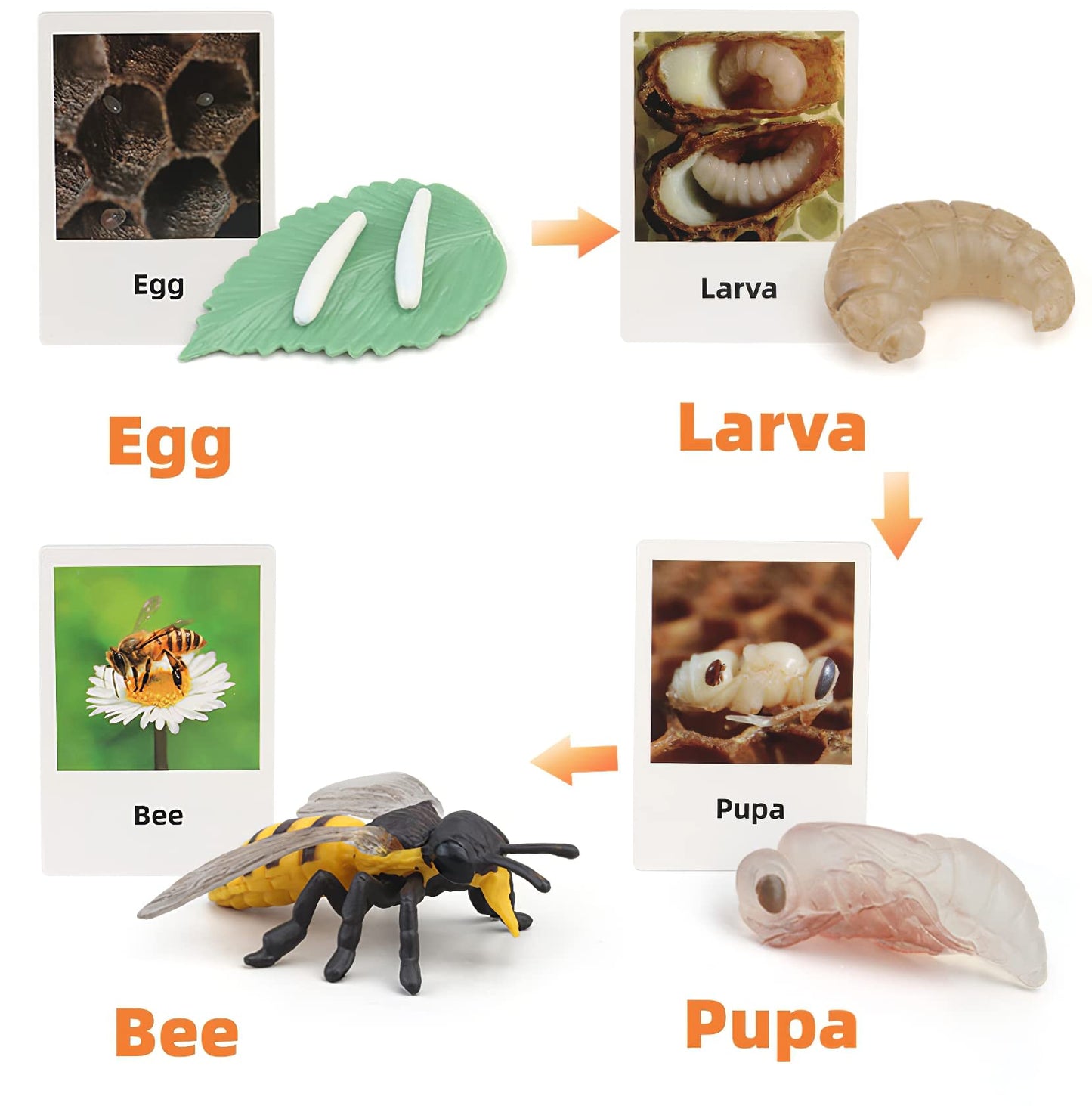 MIKNEKE Montessori Bee Life Cycle with Flash Cards, Realistic Animal Figurines Toy, Animal Educational Matching Game for 3+ Year Old Toddlers Kids (Bee)