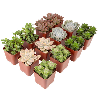 Succulents Plants Live (12PK) Potted Succulent Plants Live House Plants, Cactus Plants Live Plants Indoor Plants Live Houseplants, Indoor Plant Succulents Live Plant House Plant by Plants for Pets