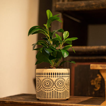 Chonsun Ceramic Planter 4 Inch Plant Pots Indoor Outdoor Succulent Plant Pot Flower Pots Mid-Century Planter Ceramic Pot