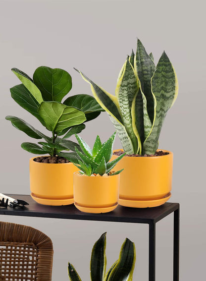 WHOMEPAA Ceramic Plant Pots with Drainage Hole and Saucer,Modern Indoor Pots for Plants,Ceramic Planter 6.7/5.3/4.3 inchs Set of 3,Indoor Flower Pot with Hole Mesh Pad, for Mom,Yellow