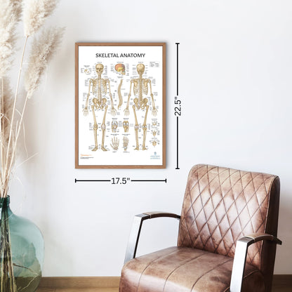 Anatomy Lab Muscular, Skeletal, Ligaments of the Joints, and Spinal Nerves Human Anatomy Poster Set - 4 PACK LAMINATED 17.3 x 22.5 Inches, Body System Bundle, Anatomy and Physiology
