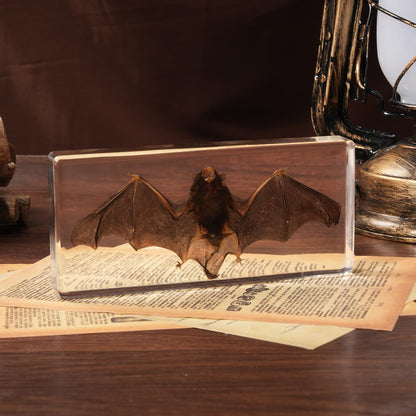 Taxidermy Bat, Real Bats Specimens High Quality Resin Animals for Science Classroom Science Education, Bat Decor Great Gift for Taxidermy, Animal Skull, Oddities, Biology (5.5x2.5x0.7 Inch)