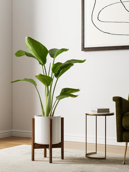 LE TAUCI 12 Inch Planter with Acacia Wood Stand, Large Ceramic Indoor Plant Pot with Drainage Hole & Plug, Mid Century Modern Plant Holder for Fiddle Leaf Fig, Monstera, Snake Plant, White
