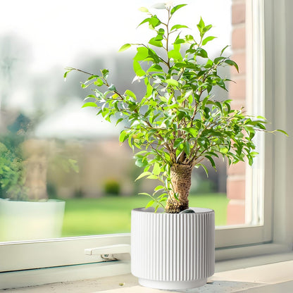 QINLANG White Ceramic Planters for Indoor and Outdoor Plants, White Plant Pot Set of 3 (7.8/6.5/5.1 inch), Ceramic Flower Pots for Plants with Drainage