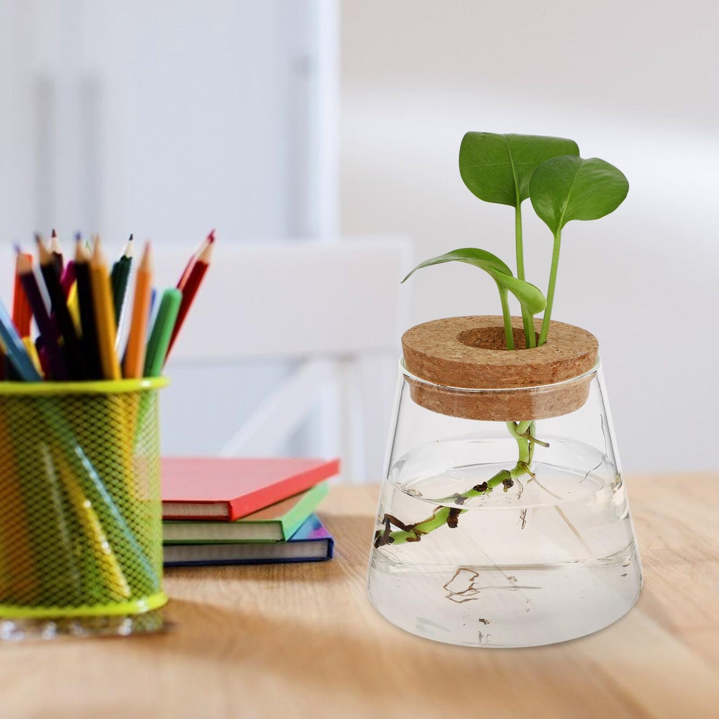 DOITOOL 2pcs Hydroponic Glass Planting Pots Small Terrarium Vase with 6.5cm Opening for Indoor Garden Decoration and Water Plant Propagation