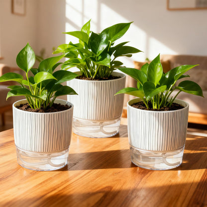 CWYEYE 3 Pack Self Watering Pots Set, 5.5 Inch Self Watering Pots for Indoor Plants, Planter Pot with Wick Rope and Reservoir for African Violet, Spider Plant, Orchid