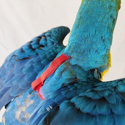 Adjustable Bird Harness with 78.7 Inch Leash, Outdoor Flying Training Rope Kit for Bird Parrots, Parrot Flying Rope Straps Outdoor Training Traction Rope for Small Medium Large Size Birds (XL)