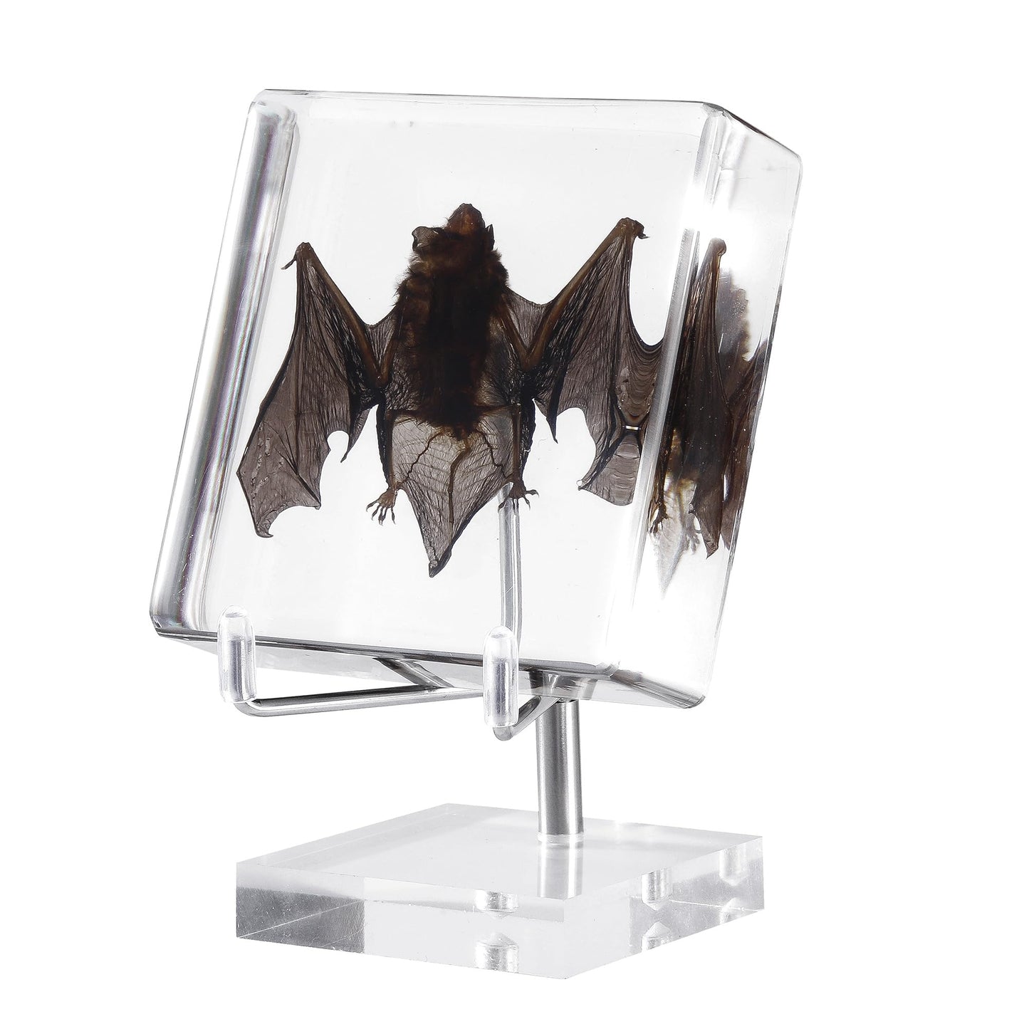 Taxidermy Bat, Real Bat Specimens Animal Specimen in Resin with Acrylic Base Display Stand for Science Classroom Science Education.Gothic Gift for Fans of Taxidermy, Animal Skull, Oddities, Biology