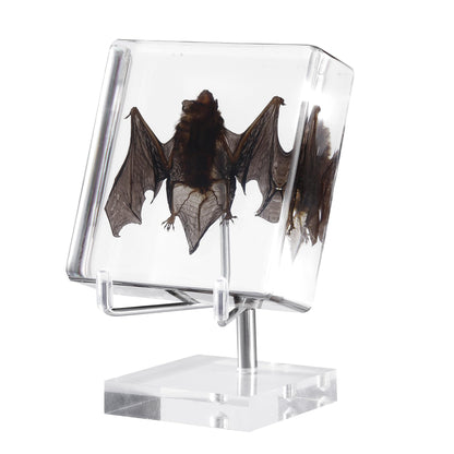 Taxidermy Bat, Real Bat Specimens Animal Specimen in Resin with Acrylic Base Display Stand for Science Classroom Science Education.Gothic Gift for Fans of Taxidermy, Animal Skull, Oddities, Biology