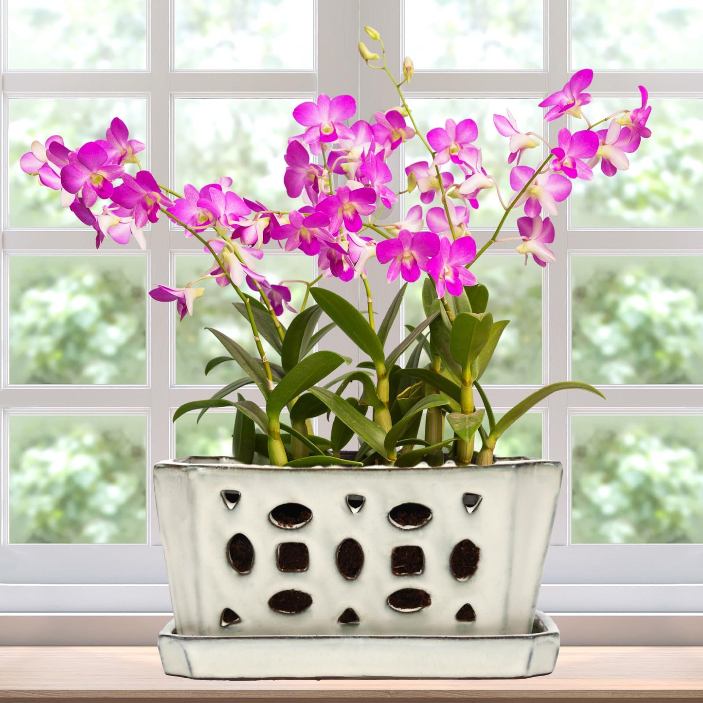 Teenyyou 1 Set Orchid Pot with Holes 9.5 Inch Ceramic Orchid Pot with Saucers for Repotting Amaryllis Flower Planter Include Gardening Shovel Set and Gloves for Home Decor(White)