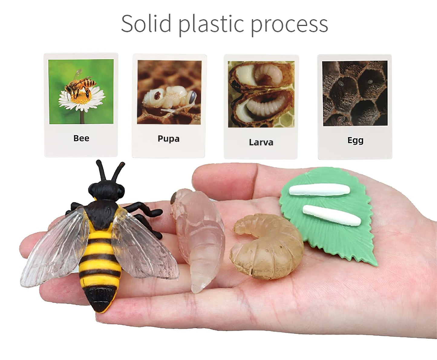 MIKNEKE Montessori Life Cycle Animal Figurines Learning & Education Toys, Plastic Insect Life Cycle Toys for Kids, Preschool Learning Activities for Toddlers (Plant Bee Ant)