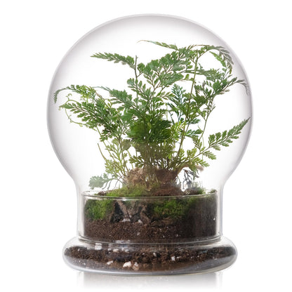 WHJY Round Glass Cloche for Indoor Plants Small Terrarium Glass Cloche with Base Mini Cloche Dome with Base for Display Home Decor