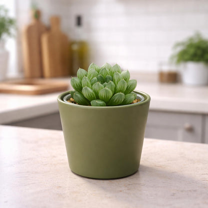 Phoenix Vine 3.5 Inch Olive Plastic Cachepot with Clear Nursery Pot, Decorative Lightweight Planter Cover with Transparent Inner Pot for Indoor Houseplants, Pack of 12, 24-A-F-12