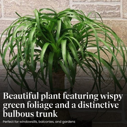 American Plant Exchange Live Ponytail Palm Tree, Bottle Palm Tree, Elephant’s Foot Houseplant, Ideal for Home and Garden Decor, 6" Pot