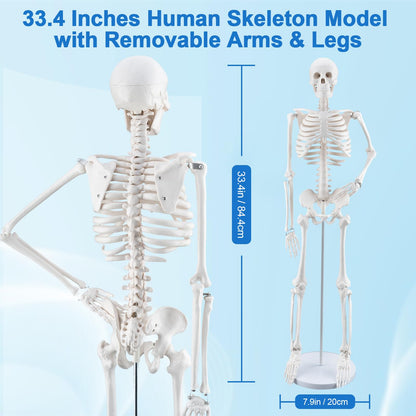TYRRDE 33.4-Inch Human Skeleton Model – Mini Skeleton Anatomy Model with Removable Arms & Legs, Durable Structure and Clear Anatomical Details, Ideal Skeleton Model for Study and Display (Beige)