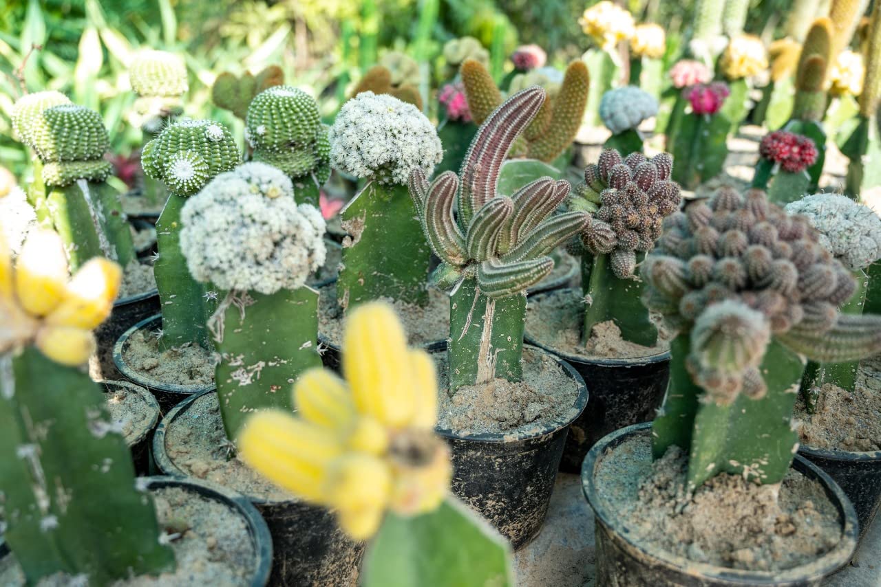 HADIZ Stainless Steel Garden Tweezer Two Piece Set with Curved Tip Tweezers for Cactus and Succulents Gardening(Curved)