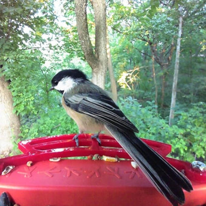 PIAOLGYI Perch for Bird Buddy Smart Bird Feeder, Accessories Compatible with Buddy Birdfeeder (Red)
