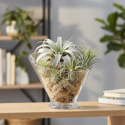 WGVI Slant Cut Calyx Glass Vase, Width 7.25", Height 6.25", Clear Terrarium, Candy Dish, Fruit Jar, Floral Container for Wedding Party Event, Home Office Decor, 1 Piece
