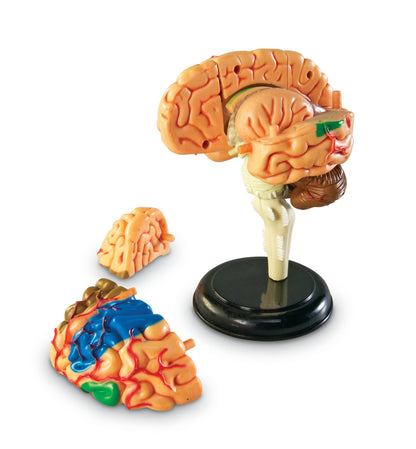 Learning Resources Brain Model - Anatomy and Science Classroom Must Haves, Neuro Health and Human Body Model, STEM Study Tools, Back to School Kits, Homeschool Gifts for Students