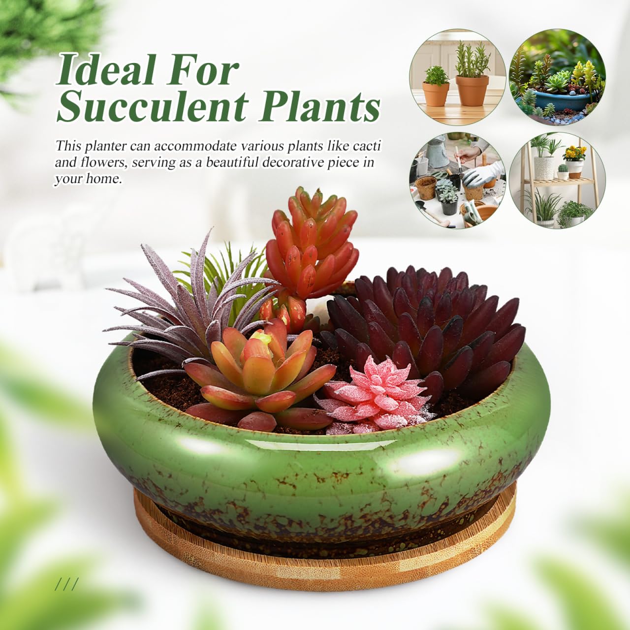 NOLITOY 7 Inch Ceramic Succulent Planter Bowl with Drainage Hole and Tray, Green Round Shallow Flower Pot for Indoor Cactus Arrangements and Office Desk Decor
