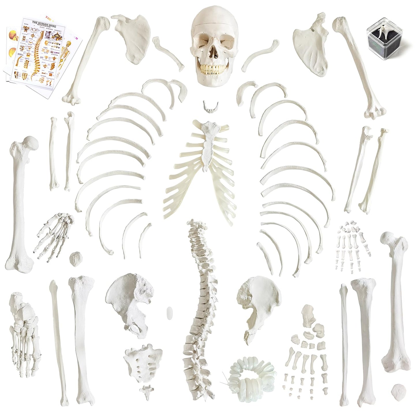 Human Model of Skeleton for Anatomy 67“ High with 200+ Bones Structures,Scientific Disarticulated Human Model of Skeleton Bundle for Anatomy, Bones, Articulated Hand & Foot