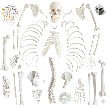 Human Model of Skeleton for Anatomy 67“ High with 200+ Bones Structures,Scientific Disarticulated Human Model of Skeleton Bundle for Anatomy, Bones, Articulated Hand & Foot