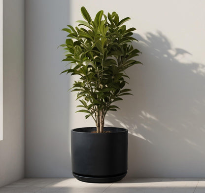 Olly & Rose Large Matt Black Plant Pot 14 Inch Extra Large Fibre Planter with Saucer - Large Indoor and Outdoor Plant Pot