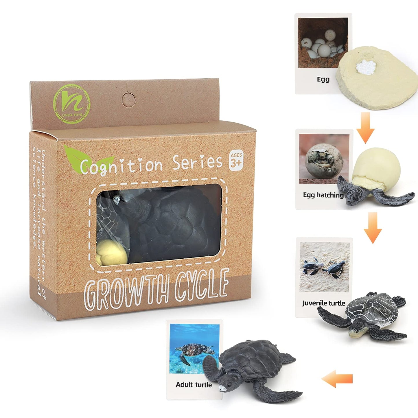 MIKNEKE Montessori Life Cycle Animal Figures with Flash Cards, Realistic Animal Figurines Toy, Educational Matching Game for 3+ Year Old Toddlers Kids (Turtle)