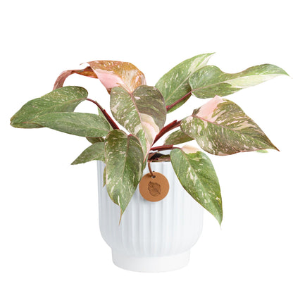 Costa Farms Pink Princess Philodendron, Live Indoor Plant, Rare Unique Houseplant Potted in Indoors Garden Plant Pot, Living Room Home Decor, Trending Tropicals Collection, 1 Foot Tall