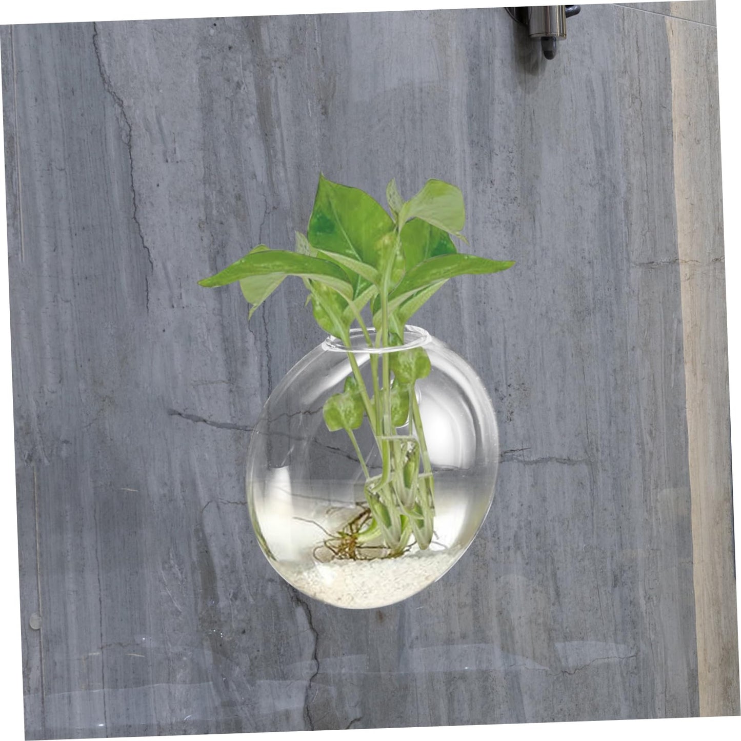 Ciieeo Glass Terrarium Wall-Mounted Hydroponic Vase Space-Saving Plant Holder Elegant Wall Decor Easy Care Plants