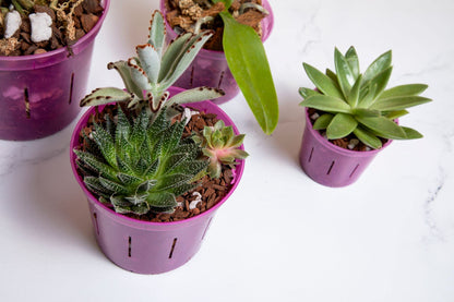 rePotme Orchid Pot Growers Assortment (8 Slotted Clear Orchid Pots - 2 Each of 3, 4, 5, 6 Inch) - Premium Orchid Planters, Orchid Pots with Holes for Repotting