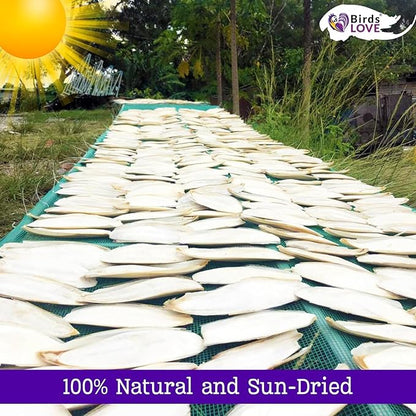 Birds LOVE 5.5-6″ Cuttlebone for Birds – 100% Natural Sun-Dried Calcium & Beak Conditioning Supplement for Parakeets, Budgies, Cockatiels, Finches & Canaries – 6 Pack with Holder – Made in Vietnam