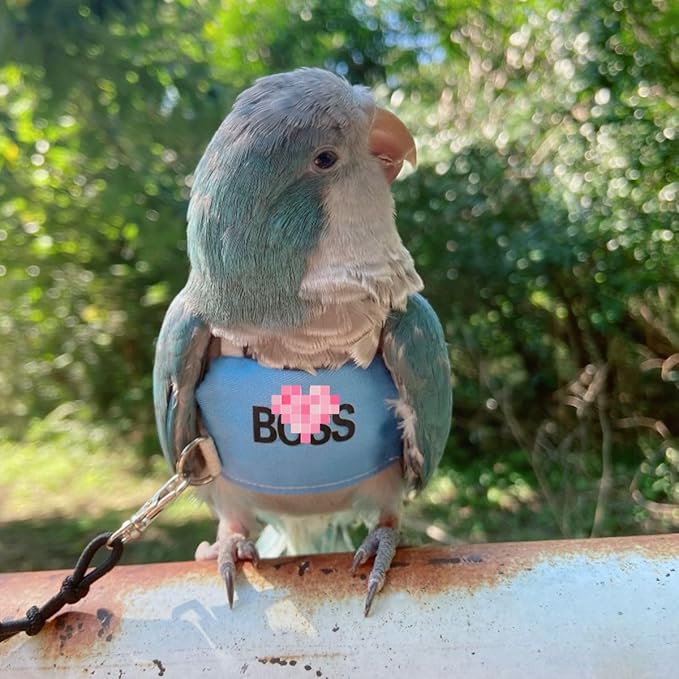 Bird Flight Harness Vest, Parrot Flight Suit with Leash, Bird Flying Clothes with Rope and Handle for Outdoor Activities (M)