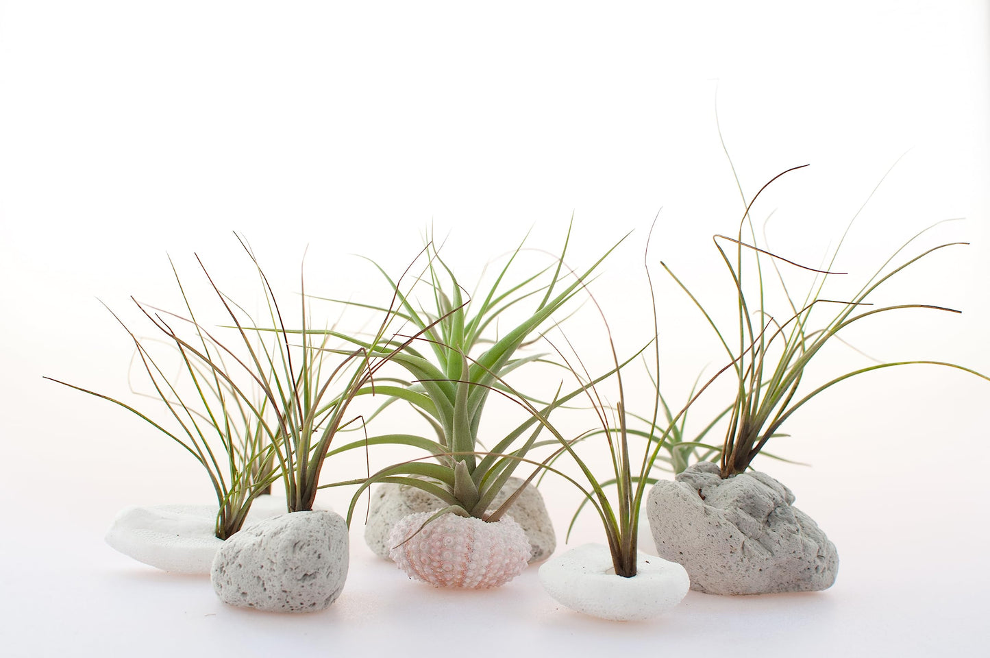 Tillandsia Air Plants Live Indoor Plants (12PK), Airplants Variety Live Plant Kit, Tropical Plants Live Houseplants, Air Plant Live Succulents Plants Live Plants Indoor House Plants by Plants for Pets