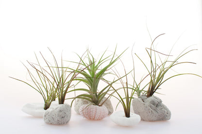 Tillandsia Air Plants Live Indoor Plants (12PK), Airplants Variety Live Plant Kit, Tropical Plants Live Houseplants, Air Plant Live Succulents Plants Live Plants Indoor House Plants by Plants for Pets