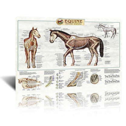 The anatomical structure of horse bones Posters Horse Knowledge Farm Club School Education Kitchen Home Wall Decoration Gift 16x24in Unframed