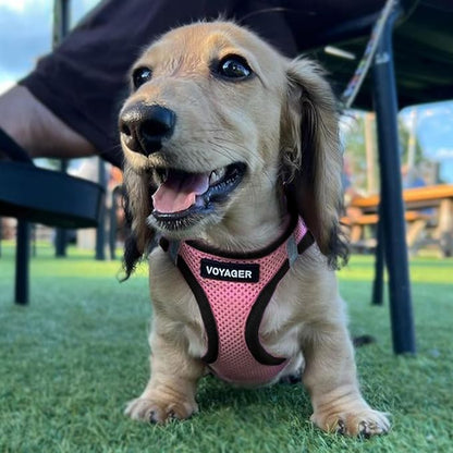 Best Pet Supplies Voyager Step-in Air All Weather Mesh Harness and Reflective Dog 5ft Leash Combo with Neoprene Handle, for Small, Medium and Large Breed Puppies - Pink Base, X-Large