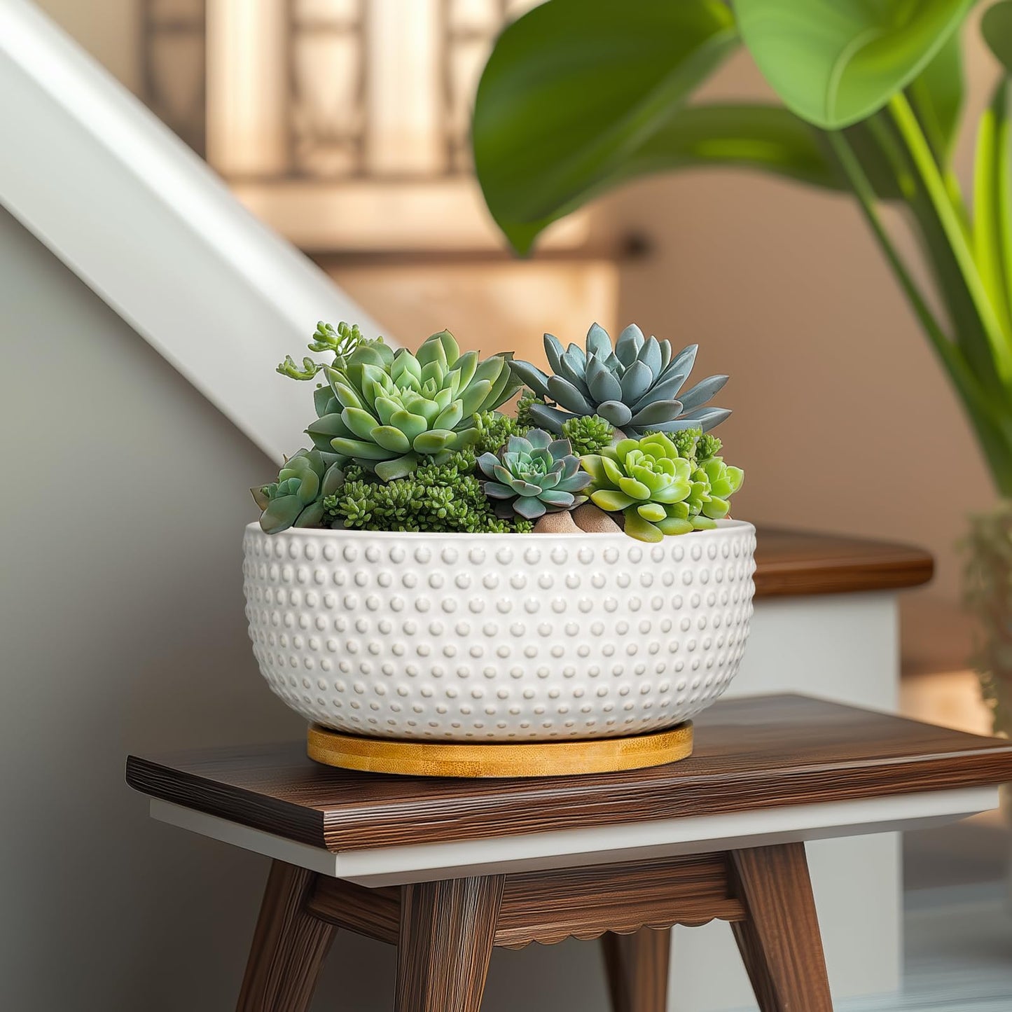 EPFamily Succulent Pots 8 Inch - Ceramic Bonsai Planters for Indoor Plants, Plant Pot with Drainage Hole and Saucer, Shallow Round Flower Planter, Modern Room Decor, Gifts for Plant Lover, White