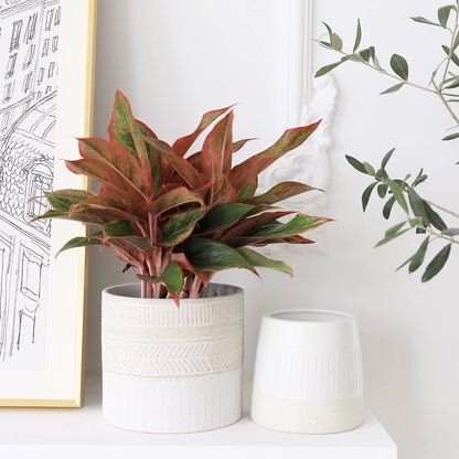 LA JOLIE MUSE Flower Pots Indoor Plant Pot Set of 2, Unique Small Ceramic Plants Planter, 6.4+ 5.1 Inch Planters, Beige