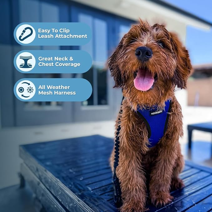 Best Pet Supplies Voyager Step-in Air All Weather Mesh Harness and Reflective Dog 5ft Leash Combo with Neoprene Handle, for Small, Medium and Large Breed Puppies - Royal Blue/Black Trim, Small