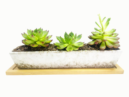 WISH HALLY WOOD 9.8inch White Long Rectangle Ceramic Succulent Planter Pot,one Set of Mini Flower Plant Container with Bamboo Saucers. Product Size:9.8x2.35x1.77 inch,not Include The Plant. (White)