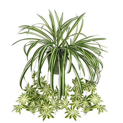 Zelphvt 2 Packs Artificial Spider Plant, 24 Inch Fake Hanging Greenery Plant UV Resistant Faux Chlorophytum Comosum Silk Spider Plants for Indoor Outdoor Home Garden Office Decor (Pot Not Included)