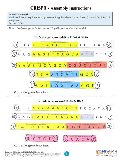 CRISPR 3-D Paper Model Making Kit - Individual Student Edition (17-7717)