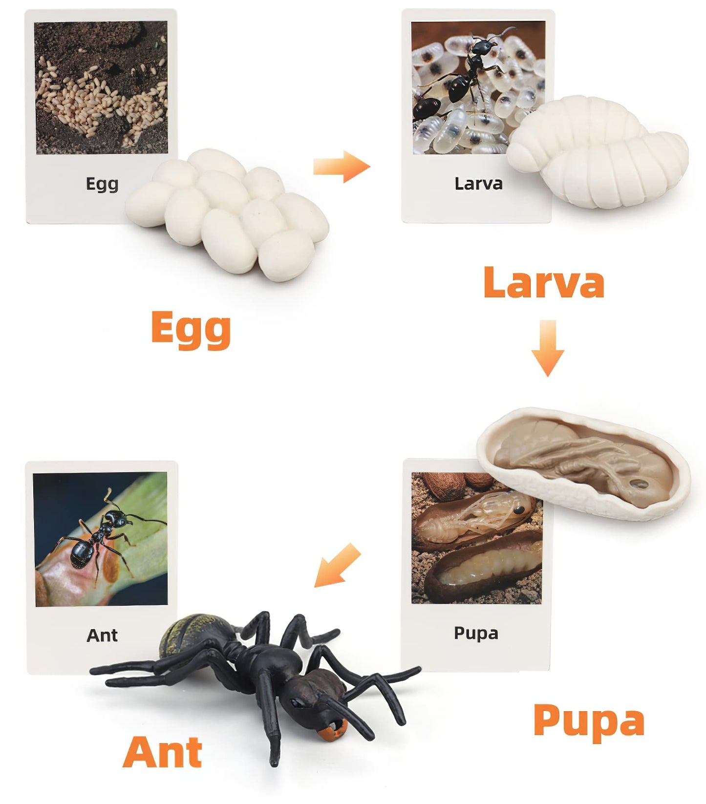 MIKNEKE Montessori Life Cycle Animal Figures with Flash Cards, Realistic Animal Figurines Toy, Educational Matching Game for 3+ Year Old Toddlers Kids (Ant)