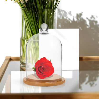 POPETPOP Glass Cloche Dome Bell Jar Display Case 9"" Clear Glass – Space-Saving for Shelf or Desk Display – for Plants, Collectible Figures, Candle Decor, Terrariums
